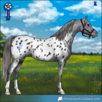 Horse Color:Black Appaloosa