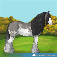 Horse Color:Grullo Sabino Splash  and Grullo Sabino Splash 