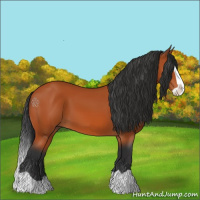 Horse Color:Bay Splash 