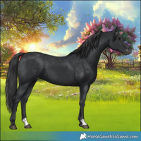 Horse Color:Black Appaloosa 