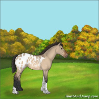 Horse Color:Bay Dun Sabino Tobiano Near Leopard Rabicano 