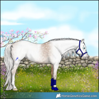 Horse Color:Gray Silver Smoky Creme Tobiano