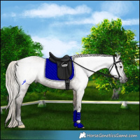 Horse Color:Gray Silver Smoky Grullo Tobiano 