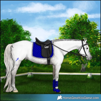 Horse Color:Gray Silver Smoky Grullo Tobiano