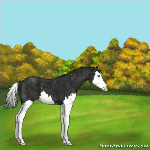 Horse Color:Midnight Grullo Ice Splash 