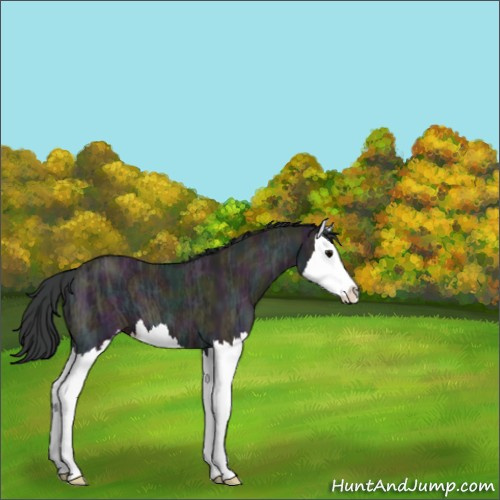 Horse Color:Midnight Grullo Ice Splash 