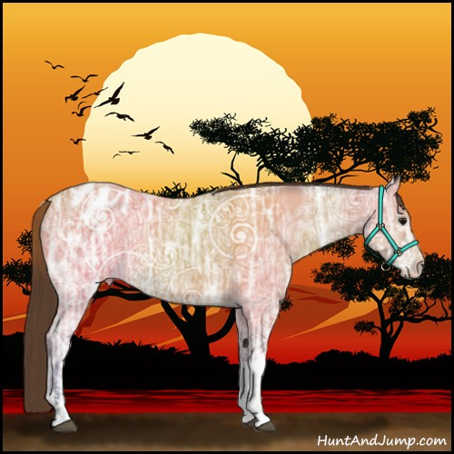 Horse Color:Buckskin Ice Appaloosa 