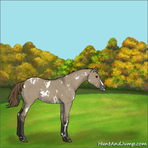 Horse Color:White Spotted Smoky Grullo Appaloosa 