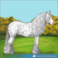 Horse Color:Black Appaloosa 