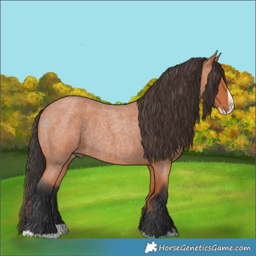Horse Color:Bay Roan Splash 