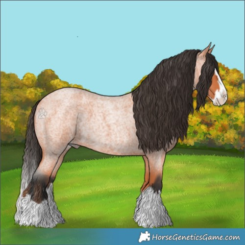 Horse Color:Bay Roan Splash 