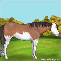 Horse Color:Bay Roan Splash 