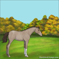 Horse Color:Classic Champagne Roan 