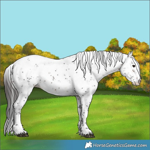 Horse Color:Bay Sabino 