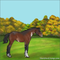 Horse Color:Bay Sabino 