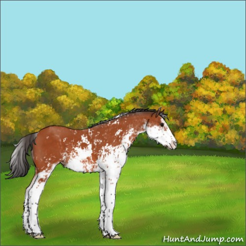 Horse Color:Bay Sabino 