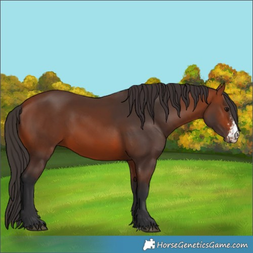 Horse Color:Bay Sabino 