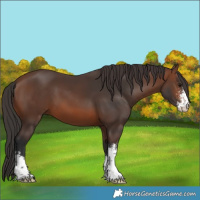 Horse Color:Brown Sabino