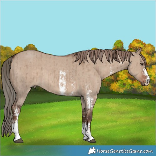Horse Color:Liver Red Dun Sabino Brindle 