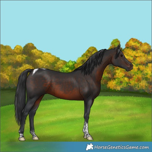 Horse Color:Brown Tobiano Rabicano