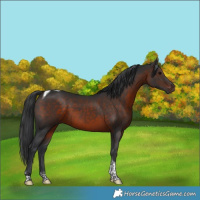 Horse Color:Brown Tobiano Rabicano
