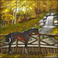 Horse Color:Brown Tobiano Rabicano 