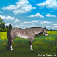 Horse Color:Platinum Buckskin Sabino Tobiano Rabicano