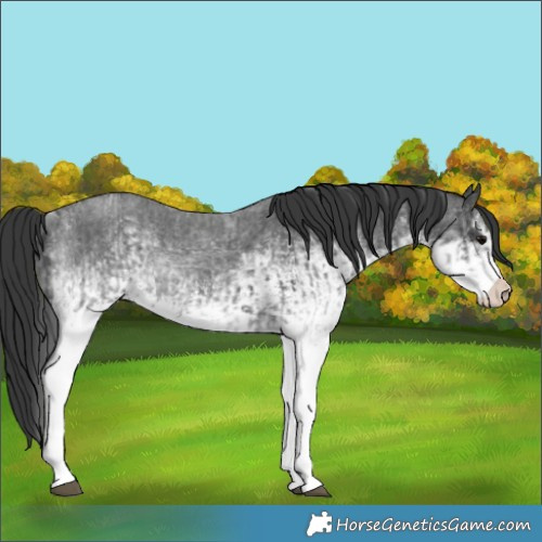 Horse Color:White Spotted Blue Roan Rabicano  and White Spotted Blue Roan Rabicano 