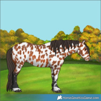 Horse Color:Bay Appaloosa 