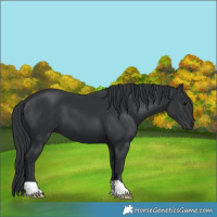 Horse Color:Black 