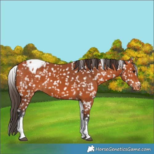 Horse Color:White Spotted Bay Appaloosa Rabicano 