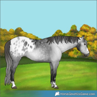 Horse Color:Gray Smoky Black Appaloosa Rabicano