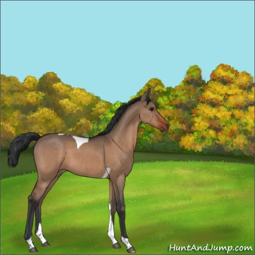Horse Color:Bay Dun Tobiano 