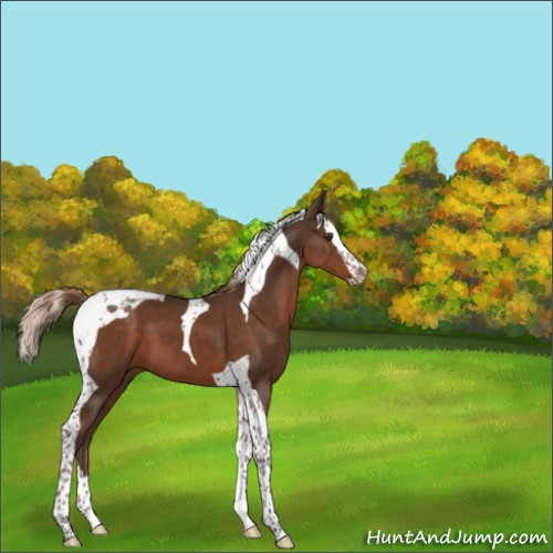 Horse Color:Liver Chestnut Splash Tobiano 
