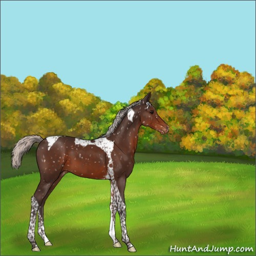 Horse Color:Silver Brown Tobiano Appaloosa 