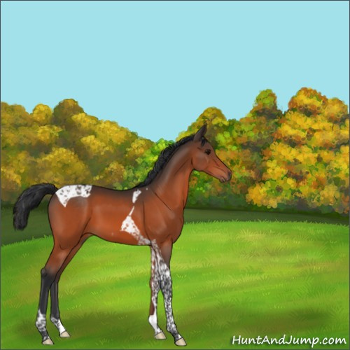 Horse Color:Bay Tobiano 