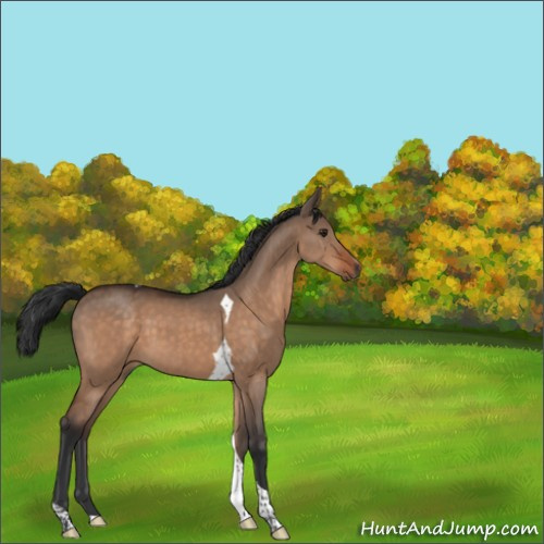 Horse Color:Brown Dun Tobiano 