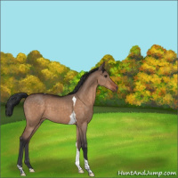 Horse Color:Brown Dun Tobiano 