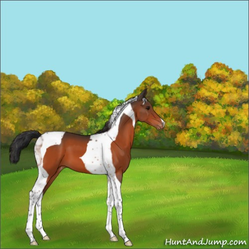 Horse Color:Bay Tobiano Appaloosa 