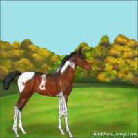 Horse Color:Brown Tobiano 
