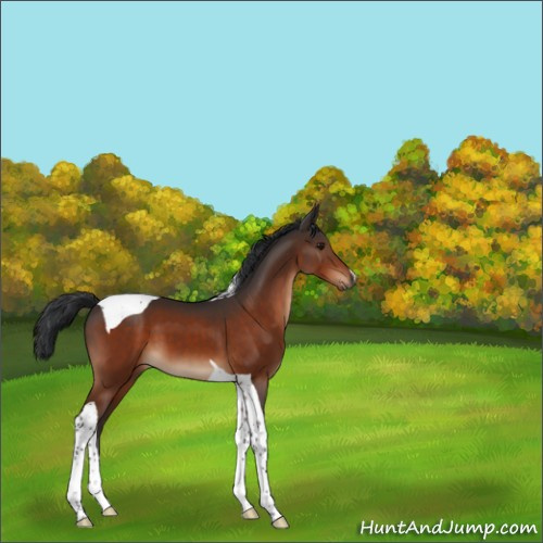 Horse Color:Bay Tobiano 