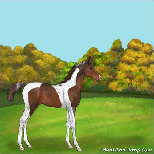 Horse Color:Liver Chestnut Tobiano 
