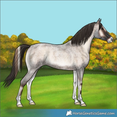Horse Color:Liver Red Onyx Roan Rabicano 