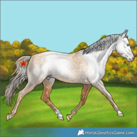 Horse Color:Gray Gold Champagne Pearl