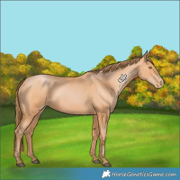 Horse Color:Bay Pearl 