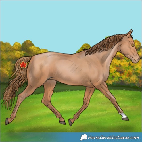 Horse Color:Bay Pearl 