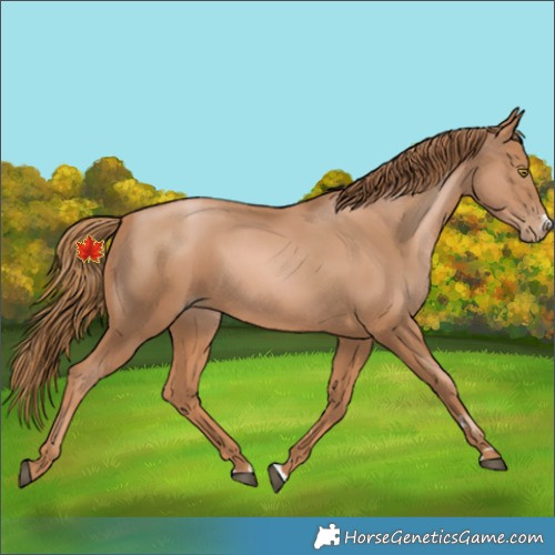 Horse Color:Chestnut Pearl 
