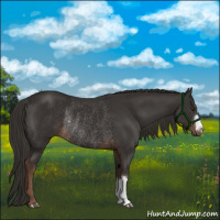 Horse Color:Liver Chestnut Rabicano 