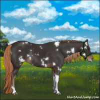 Horse Color:White Spotted Liver Chestnut Tobiano Rabicano