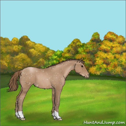 Horse Color:Black Pearl Appaloosa 